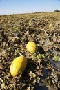 Hami melon in farmland Royalty Free Stock Photo