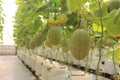 The Hami type hydroponic melon originates from Taiwan and is grown in Indonesia using a hydroponic plant system Royalty Free Stock Photo