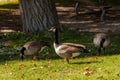 Hamilton, CANADA - October 16, 2018: geese enjoy the last days o