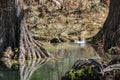 Hamilton Pool, Texas Hill Country Royalty Free Stock Photo