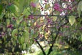 Hamiltons spindle-tree, Euonymus hamiltonianus, in a forrest