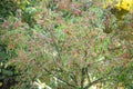 Hamiltons spindle-tree, Euonymus hamiltonianus, fruiting tree