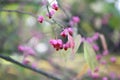 Hamilton`s spindle-tree, Euonymus hamiltonianus, pinkish-red fruit