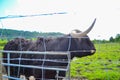 Hamish, the Highland cow, in Kilmahog, Scotland Royalty Free Stock Photo