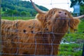 Hamish, the Highland cow, in Kilmahog, Scotland Royalty Free Stock Photo