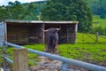 Hamish, the Highland cow, in Kilmahog, Scotland Royalty Free Stock Photo