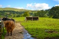 Hamish, the Highland cow, in Kilmahog, Scotland Royalty Free Stock Photo