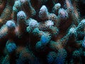 Hammer coral close up Royalty Free Stock Photo