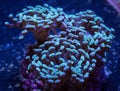 Hammer coral