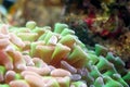 Hammer coral (Euphyllia ancora)