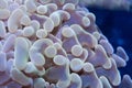 Hammer Coral tentacles Royalty Free Stock Photo