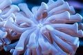 Hammer coral tentacles Royalty Free Stock Photo