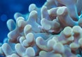 Hammer coral tentacles Royalty Free Stock Photo