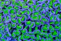 Hammer coral tentacles purple and green Royalty Free Stock Photo