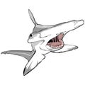 Hammer Head Shark illustration