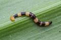 Hammer head worm. Royalty Free Stock Photo