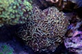 Hammer LPS Coral