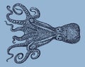 Hammer octopus australis from the South Pacific Ocean in top view