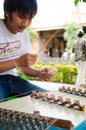 Hammered dulcimer instrument Royalty Free Stock Photo