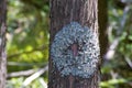 Hammered Shield Lichens   803830 Royalty Free Stock Photo