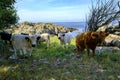 Hammeren Headland, Bornholm Island, Denmark