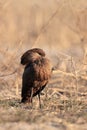 The hammerhead Scopus umbretta, also known as hammerkop, hammerkopf, hammerhead stork or anvilhead sitting in dry grass. A small Royalty Free Stock Photo