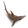 Hammerhead shark Royalty Free Stock Photo