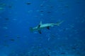 Hammerhead Shark