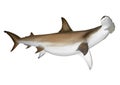 Hammerhead shark