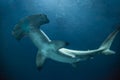 Hammerhead Shark