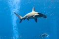 Hammerhead shark in the aquarium. The great hammerhead Sphyrna mokarran is the largest species of hammerhead shark, belonging to