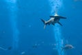 Hammerhead shark in the aquarium. The great hammerhead Sphyrna mokarran is the largest species of hammerhead shark, belonging to