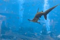 Hammerhead shark in the aquarium. The great hammerhead Sphyrna mokarran is the largest species of hammerhead shark, belonging to