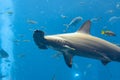 Hammerhead shark in the aquarium. The great hammerhead Sphyrna mokarran is the largest species of hammerhead shark, belonging to