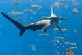 Hammerhead shark in the aquarium. The great hammerhead Sphyrna mokarran is the largest species of hammerhead shark, belonging to