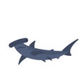 Hammerhead shark. A big wild aquatic creature. Royalty Free Stock Photo