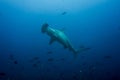 Hammerhead shark cocos island