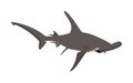 Hammerhead shark illustration isolated on white background.