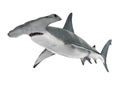 Hammerhead Shark Isolated Royalty Free Stock Photo