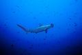 Hammerhead shark in the large school of small fish Royalty Free Stock Photo