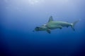 Hammerhead shark malpelo island Royalty Free Stock Photo