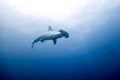 Hammerhead shark malpelo island Royalty Free Stock Photo