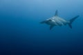 Hammerhead shark malpelo island Royalty Free Stock Photo