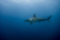 Hammerhead shark malpelo island Royalty Free Stock Photo