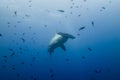 Hammerhead shark malpelo island