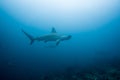 Hammerhead shark malpelo island Royalty Free Stock Photo
