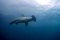 Hammerhead shark malpelo island Royalty Free Stock Photo