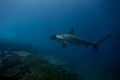 Hammerhead shark malpelo island Royalty Free Stock Photo