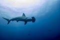 Hammerhead shark malpelo island Royalty Free Stock Photo