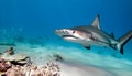 A hammerhead shark patrolling a coral reef